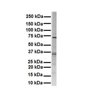 RHOT1 Rabbit Polyclonal Antibody