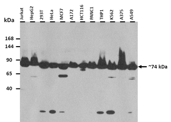 SLC38A10 Rabbit Polyclonal Antibody