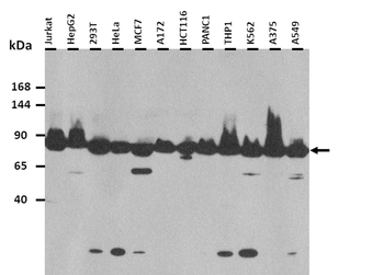 SLC38A10 Rabbit Polyclonal Antibody