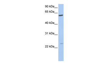 FAM3C Rabbit Polyclonal Antibody
