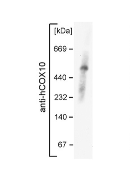 COX10 Rabbit Polyclonal Antibody