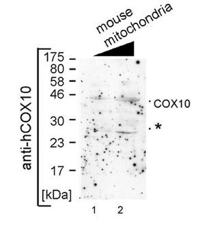 COX10 Rabbit Polyclonal Antibody