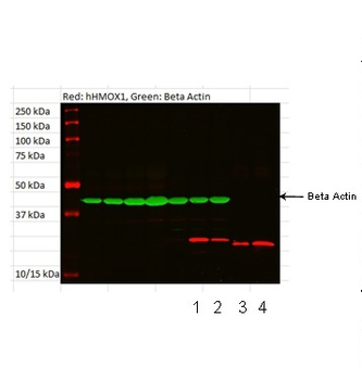HMOX1 Rabbit Polyclonal Antibody