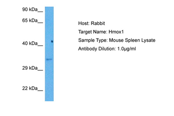 HMOX1 Rabbit Polyclonal Antibody