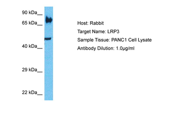 LRP3 Rabbit Polyclonal Antibody