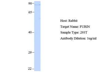 FURIN Rabbit Polyclonal Antibody