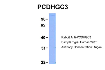 PCDHGC3 Rabbit Polyclonal Antibody