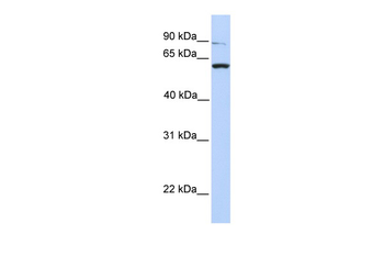 PTPRA Rabbit Polyclonal Antibody