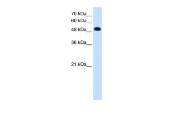 PTPRR Rabbit Polyclonal Antibody