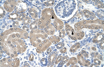 SSR1 Rabbit Polyclonal Antibody