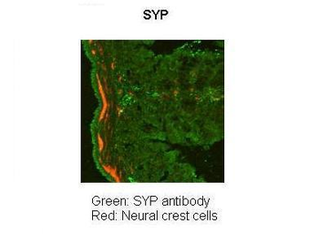 SYP Rabbit Polyclonal Antibody