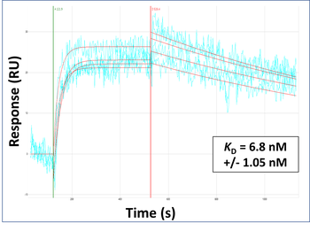 SYP Rabbit Polyclonal Antibody