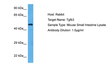 Tgfb3 Rabbit Polyclonal Antibody