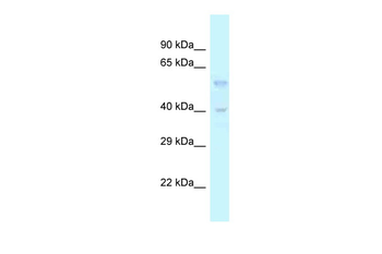 Tgfb3 Rabbit Polyclonal Antibody