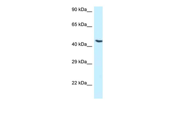 NR5A1 Rabbit Polyclonal Antibody