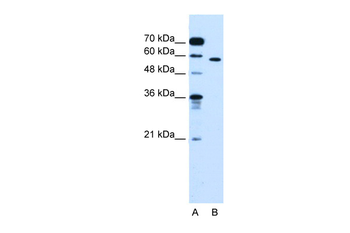 OSBPL9 Rabbit Polyclonal Antibody
