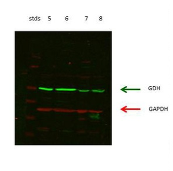 GLUD1 Rabbit Polyclonal Antibody