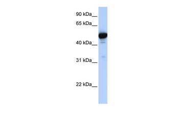 GLUD1 Rabbit Polyclonal Antibody