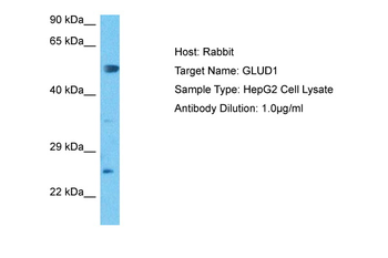 GLUD1 Rabbit Polyclonal Antibody
