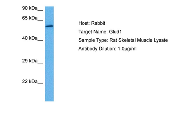 GLUD1 Rabbit Polyclonal Antibody