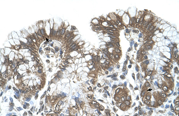 POFUT2 Rabbit Polyclonal Antibody