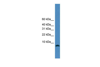 PCLAF Rabbit Polyclonal Antibody
