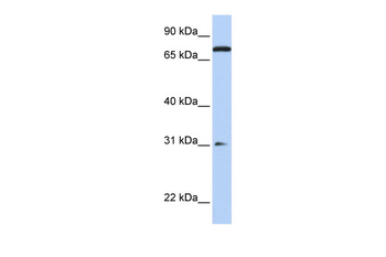 MAP4K1 Rabbit Polyclonal Antibody