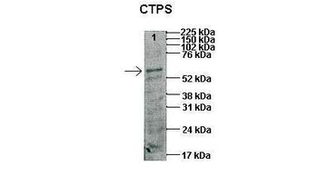 CTPS Rabbit Polyclonal Antibody