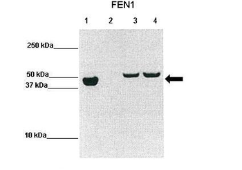 FEN1 Rabbit Polyclonal Antibody
