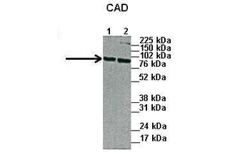 CAD Rabbit Polyclonal Antibody