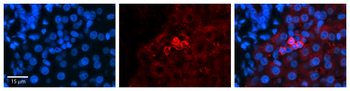 SHMT2 Rabbit Polyclonal Antibody