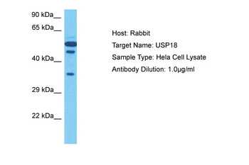 USP18 Rabbit Polyclonal Antibody