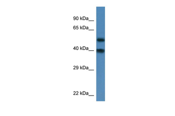 Nup37 Rabbit Polyclonal Antibody