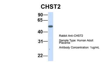 CHST2 Rabbit Polyclonal Antibody