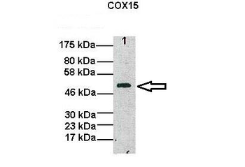 COX15 Rabbit Polyclonal Antibody