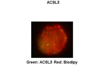 ACSL3 Rabbit Polyclonal Antibody
