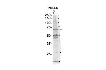 PDIA4 Rabbit Polyclonal Antibody