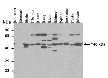 Wnt6 Rabbit Polyclonal Antibody