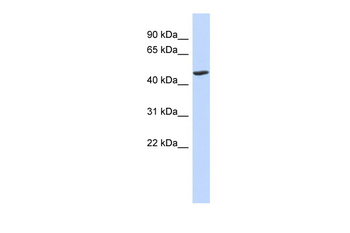 BTNL3 Rabbit Polyclonal Antibody