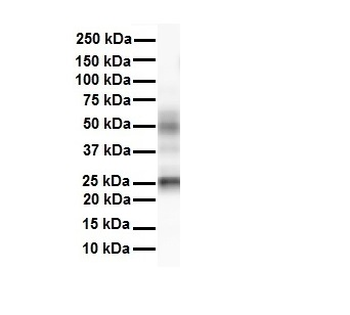 Tmed1 Rabbit Polyclonal Antibody