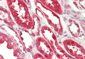 FICD Rabbit Polyclonal Antibody