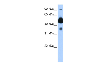 FICD Rabbit Polyclonal Antibody