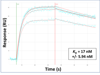 BACE1 Rabbit Polyclonal Antibody