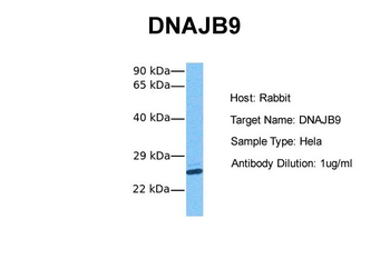 DNAJB9 Rabbit Polyclonal Antibody