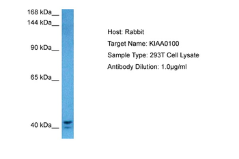 KIAA0100 Rabbit Polyclonal Antibody