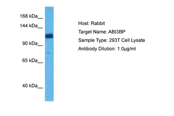 ABI3BP Rabbit Polyclonal Antibody