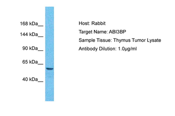 ABI3BP Rabbit Polyclonal Antibody