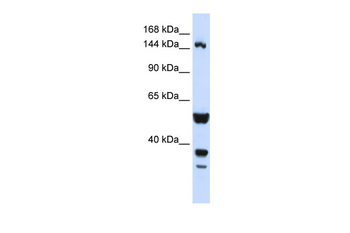 ABI3BP Rabbit Polyclonal Antibody