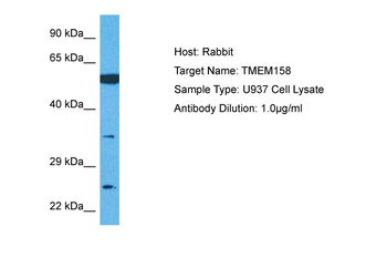 TMEM158 Rabbit Polyclonal Antibody