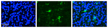 FBXW7 Rabbit Polyclonal Antibody
